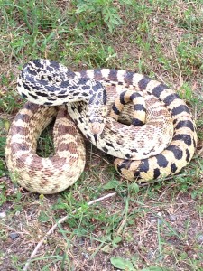 Bull Snakes are common in Minnesota.