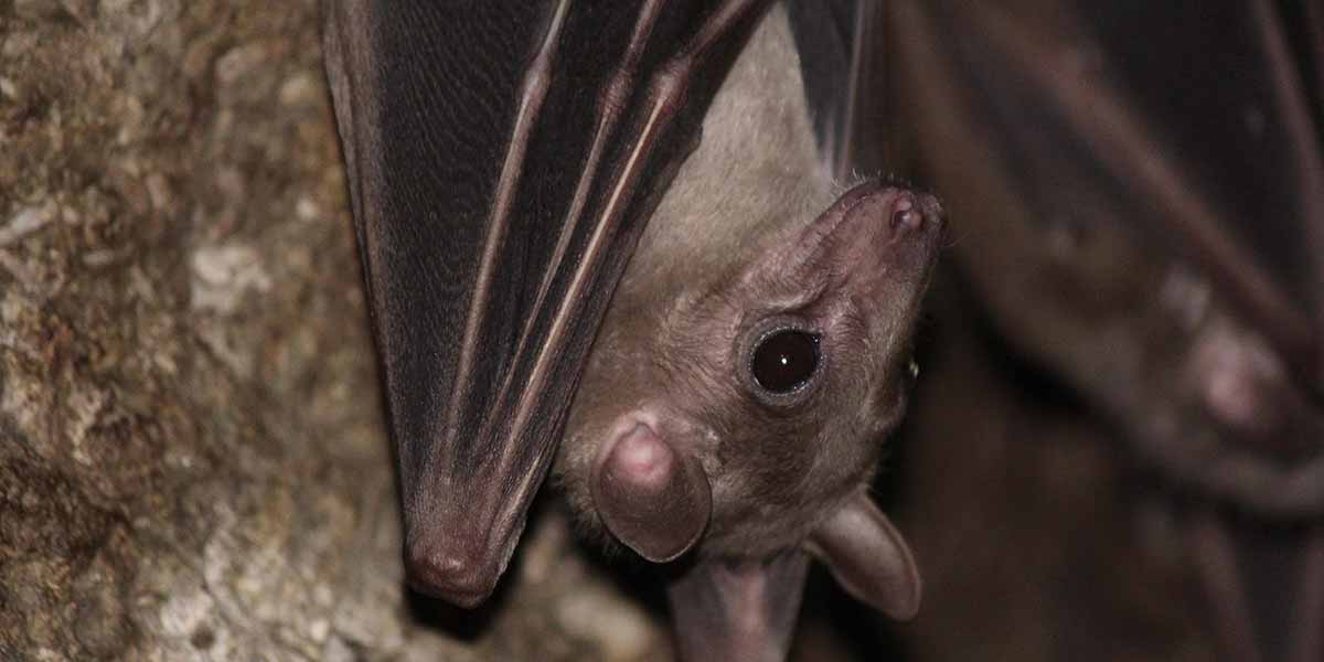 bat removal service in Minneapolis