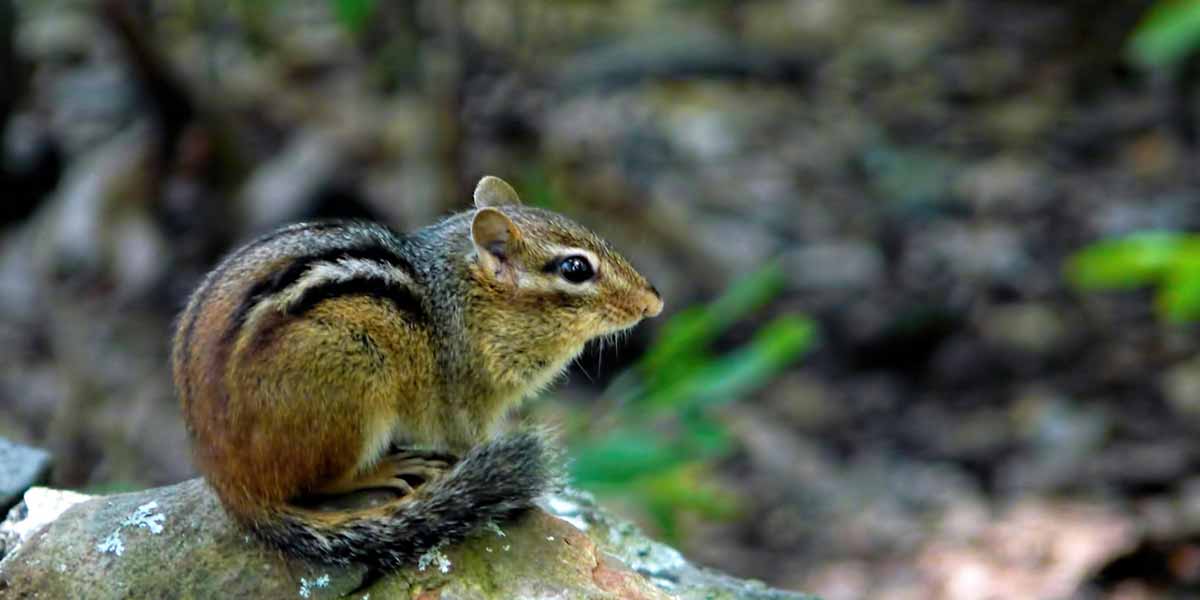 Chipmunk removal in minneapolis