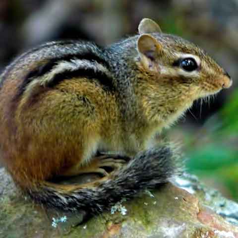 Our chipmunk control experts can take care of your chipmunk removal.