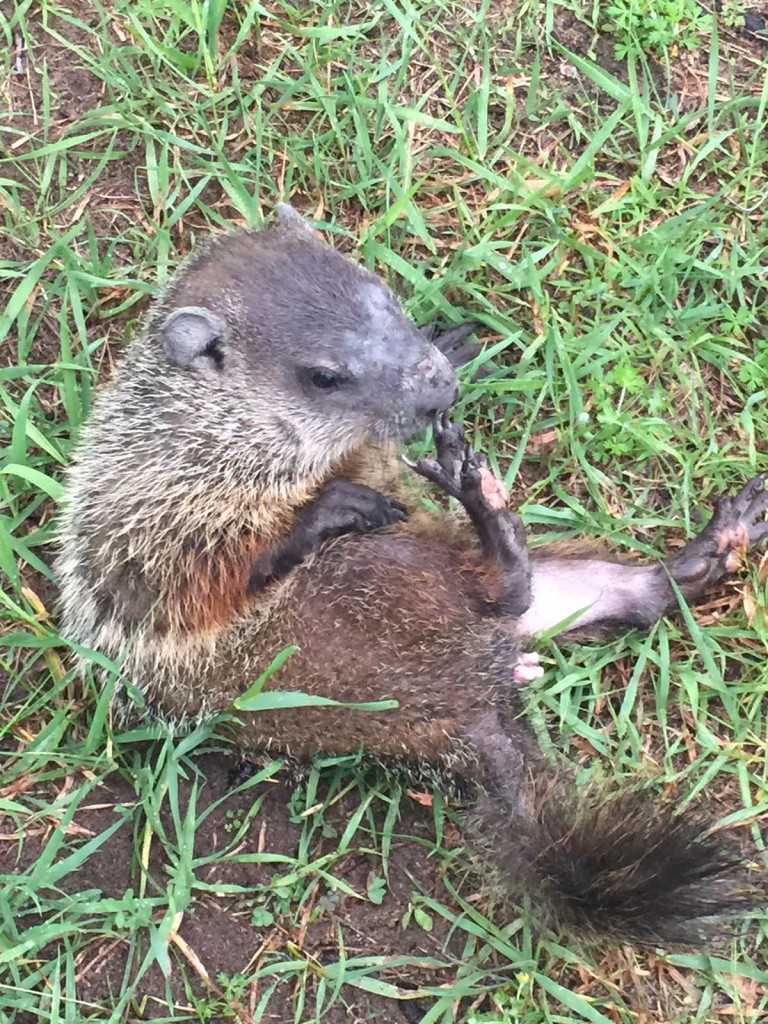 Woodchuck removal Getting rid of woodchucks Woodchuck control