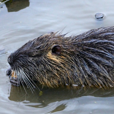 Having beaver problems? We can get rid of beavers for you.