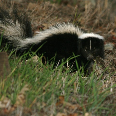 Let our skunk control experts handle the skunk removal for you.