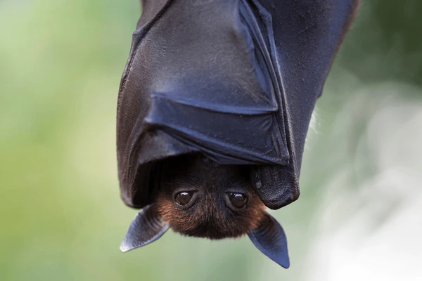 Bat Removal Minnesota