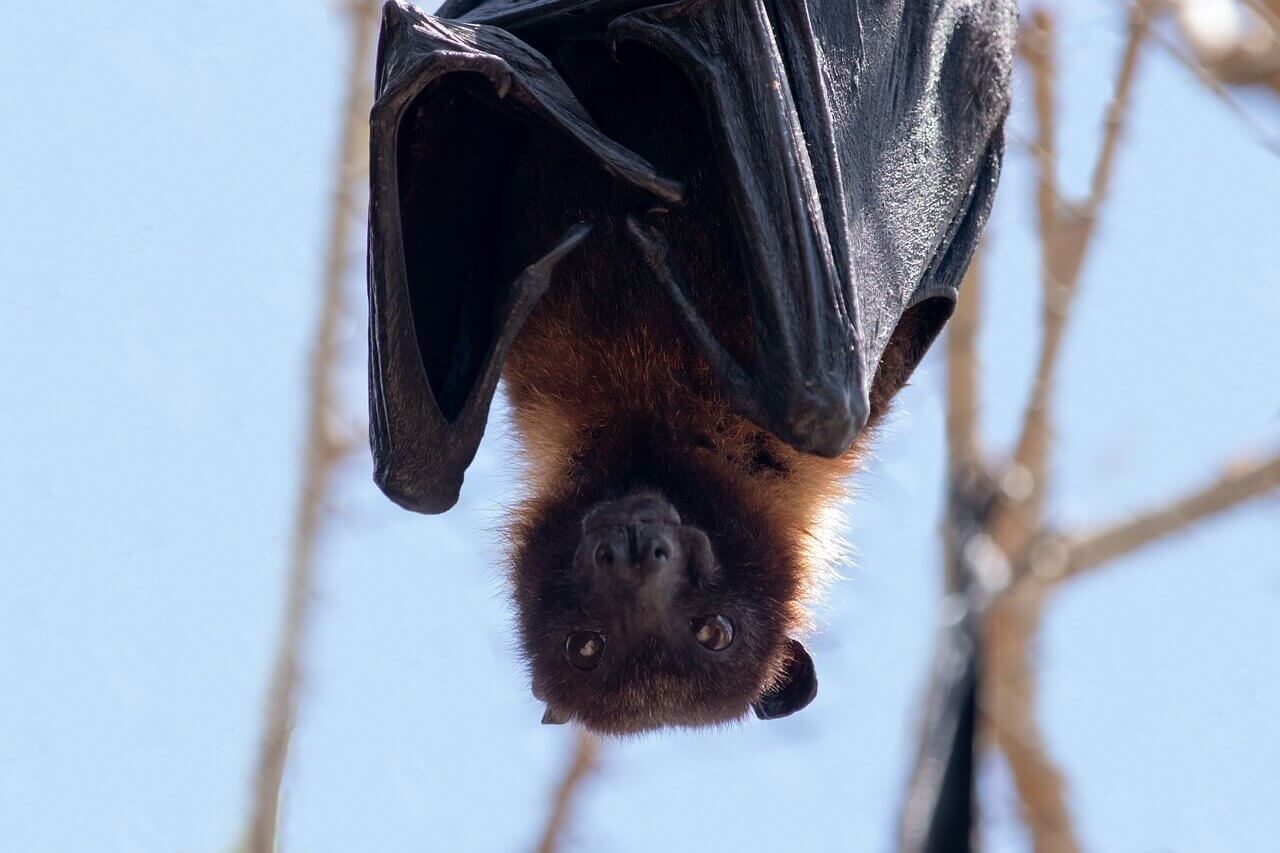 Brown bat hanging upside down in a commercial building handled in Central Minnesota