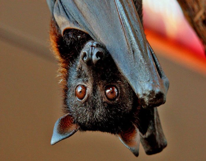 Bat hanging upside down in the dark, ready for removal in Central Minnesota