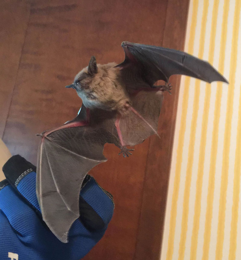 A close image of a bat flying in the residence of Central Minnesota needs the Bat removal service.