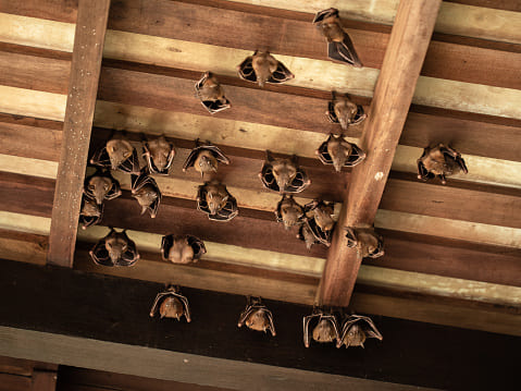 A group of bats clinging to the ceiling shows how they may infiltrate at home in Central Minnesota.