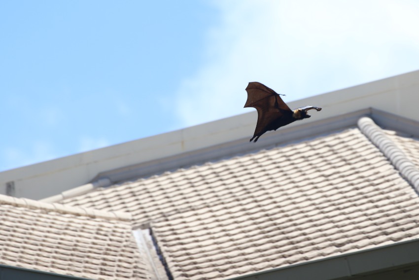 A bat soaring over a rooftop illustrates the importance of bat-proofing services