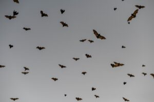 A large group of bats flying in the sky illustrating bat migration patterns in Central Minnesota
