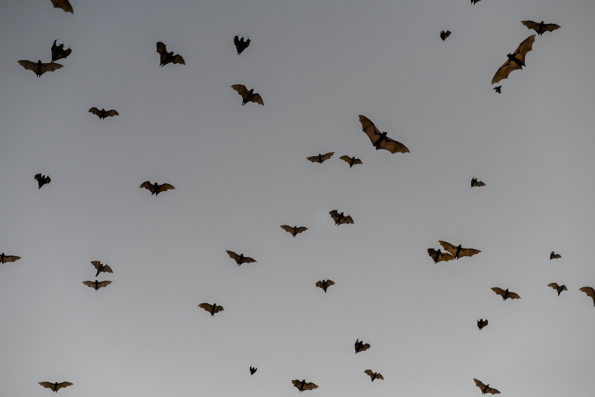A large group of bats flying in the sky illustrating bat migration patterns in Central Minnesota