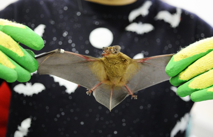 A person holding a bat representing Preferred Wildlife Solutions' humane bat removal services