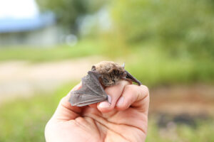 A person gently holds a small bat highlighting the importance of bat removal in Central Minnesota