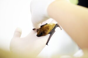 Individual holding a bat showcasing a bat prevention method used in Central Minnesota