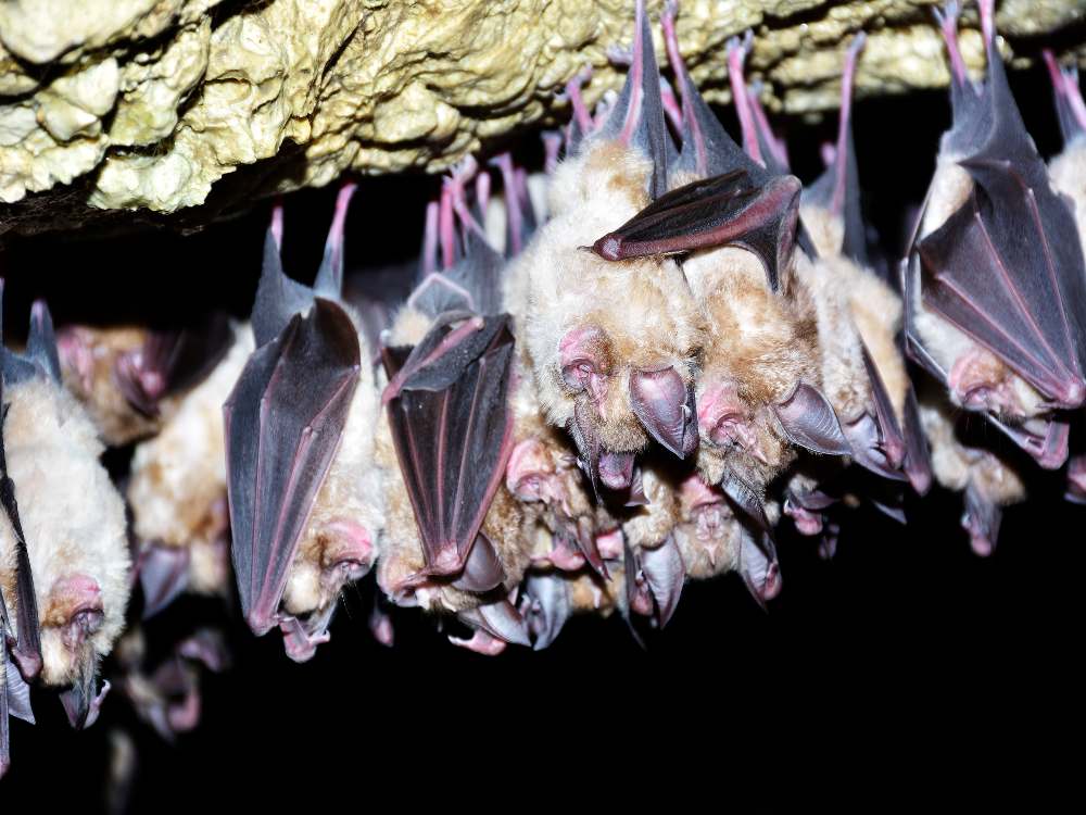 Group of Greater horseshoe bat (Rhinolophus ferrumequinum)